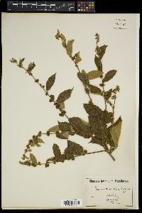 Triumfetta semitriloba image