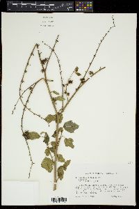 Triumfetta semitriloba image
