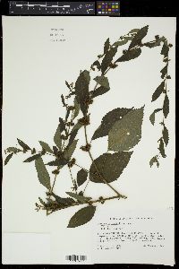 Triumfetta semitriloba image