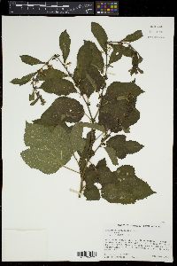 Triumfetta semitriloba image