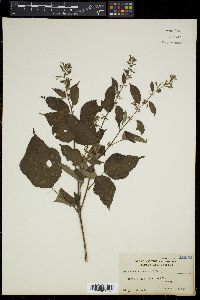 Triumfetta semitriloba image
