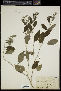 Triumfetta semitriloba image