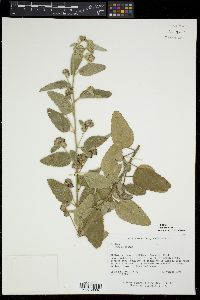 Waltheria indica image