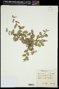 Waltheria indica image