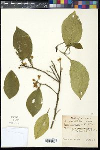 Citrus sinensis image