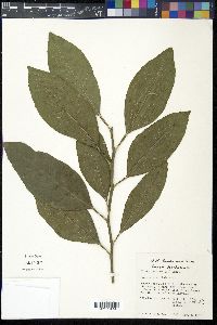 Citrus sinensis image