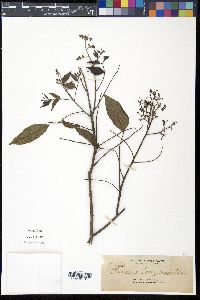 Clausena anisum-olens subsp. anisum-olens image