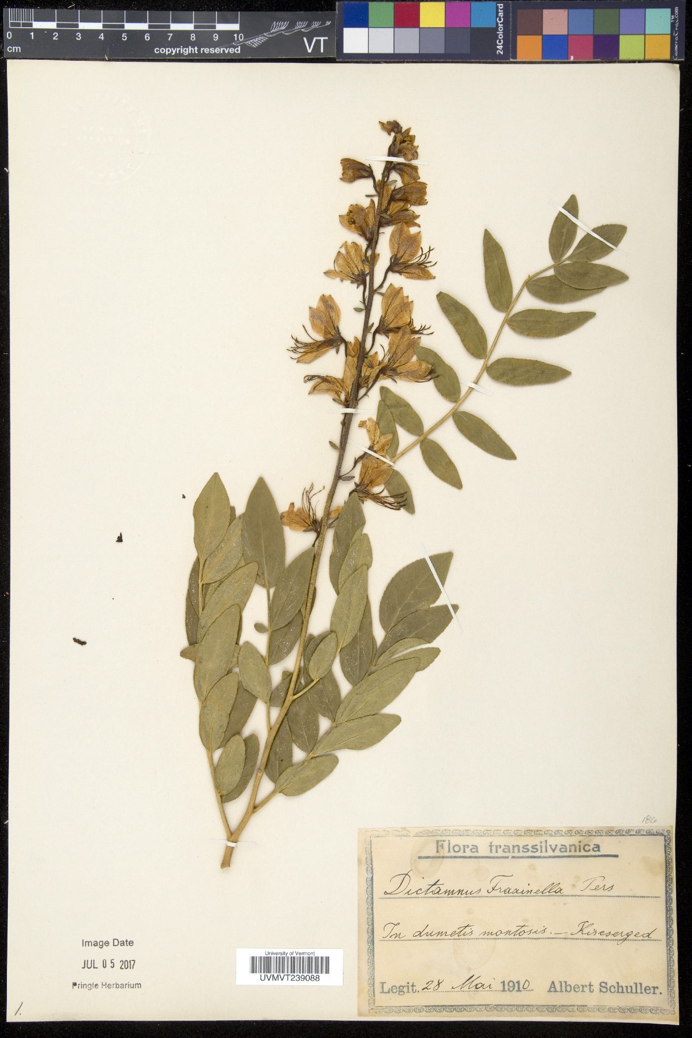 Dictamnus image