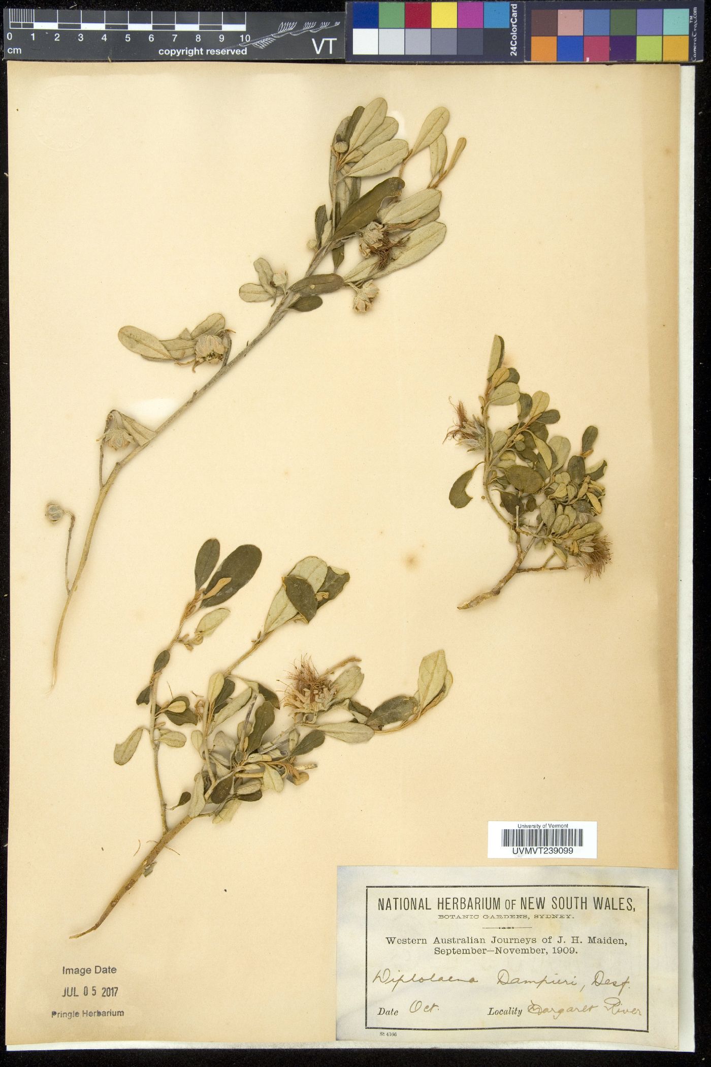 Diplolaena image