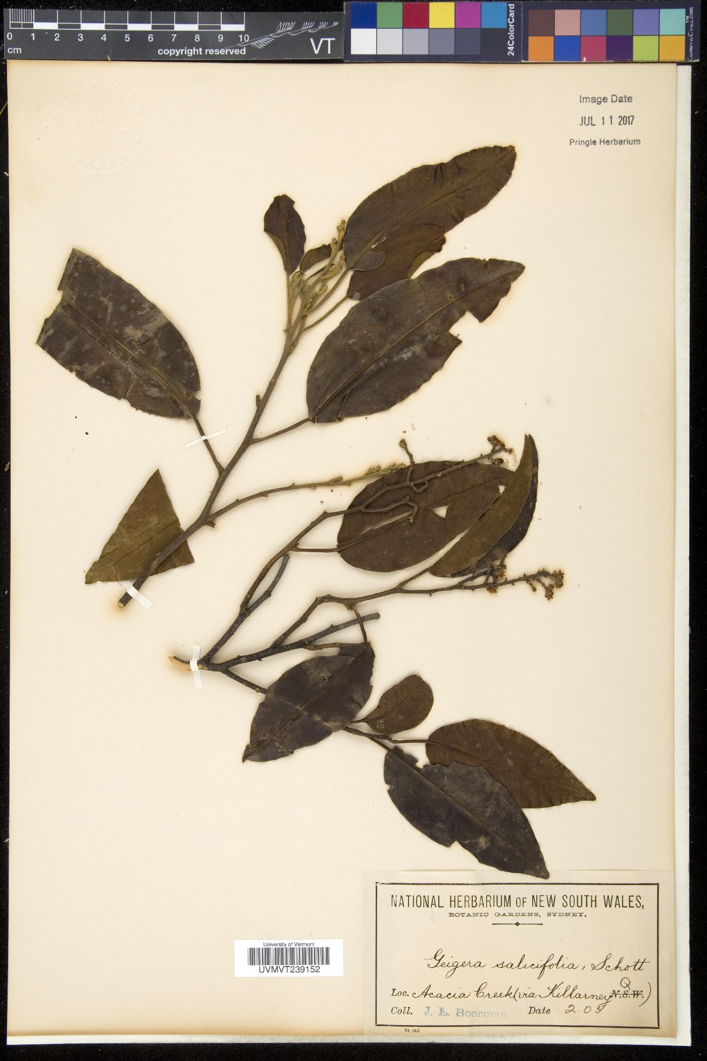 Geijera image