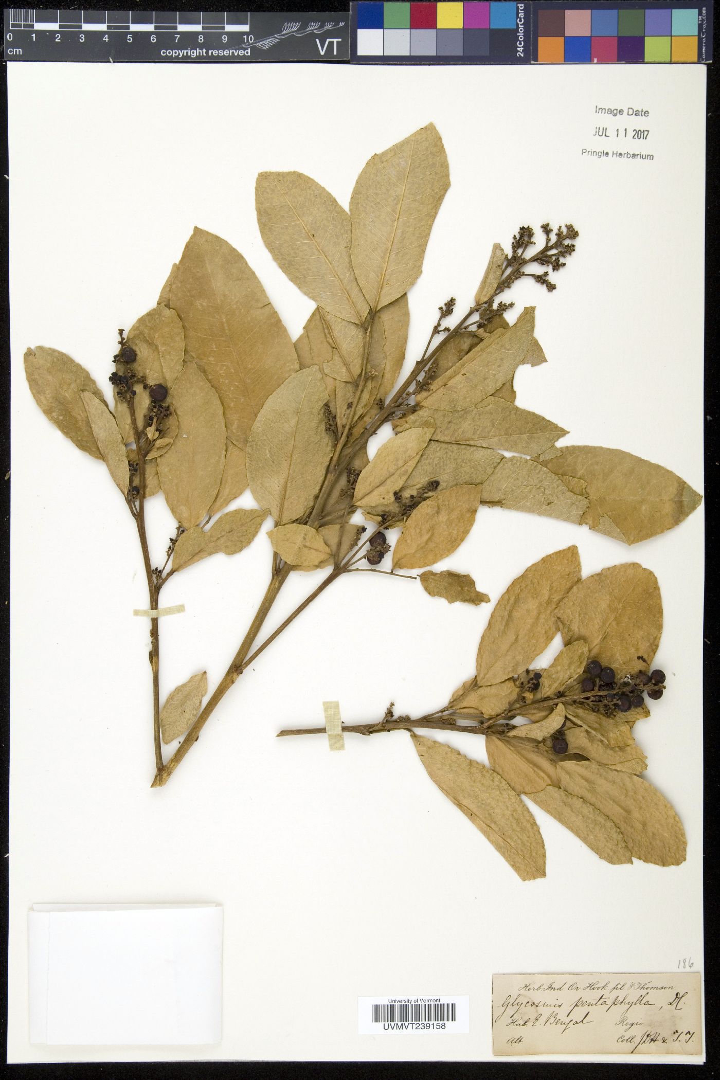 Glycosmis pentaphylla image
