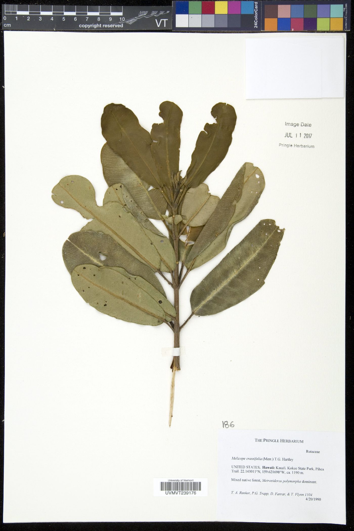Malicope image