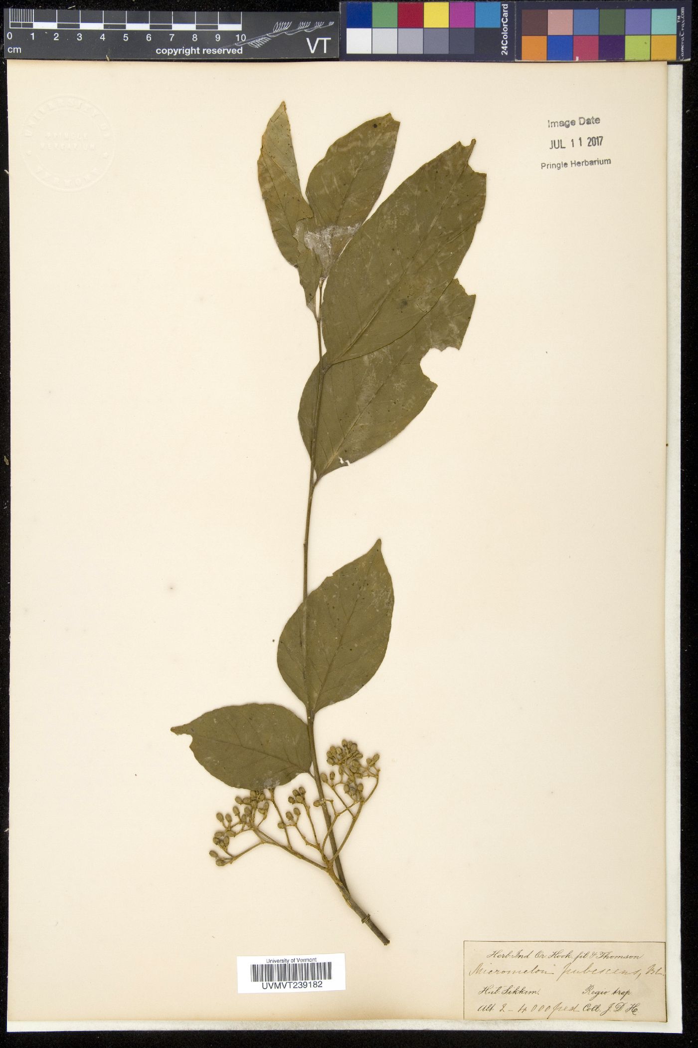 Micromelum minutum image