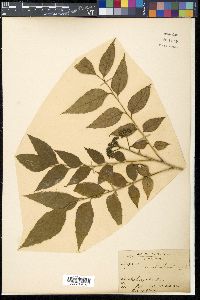 Media resource of Micromelum hirsutum