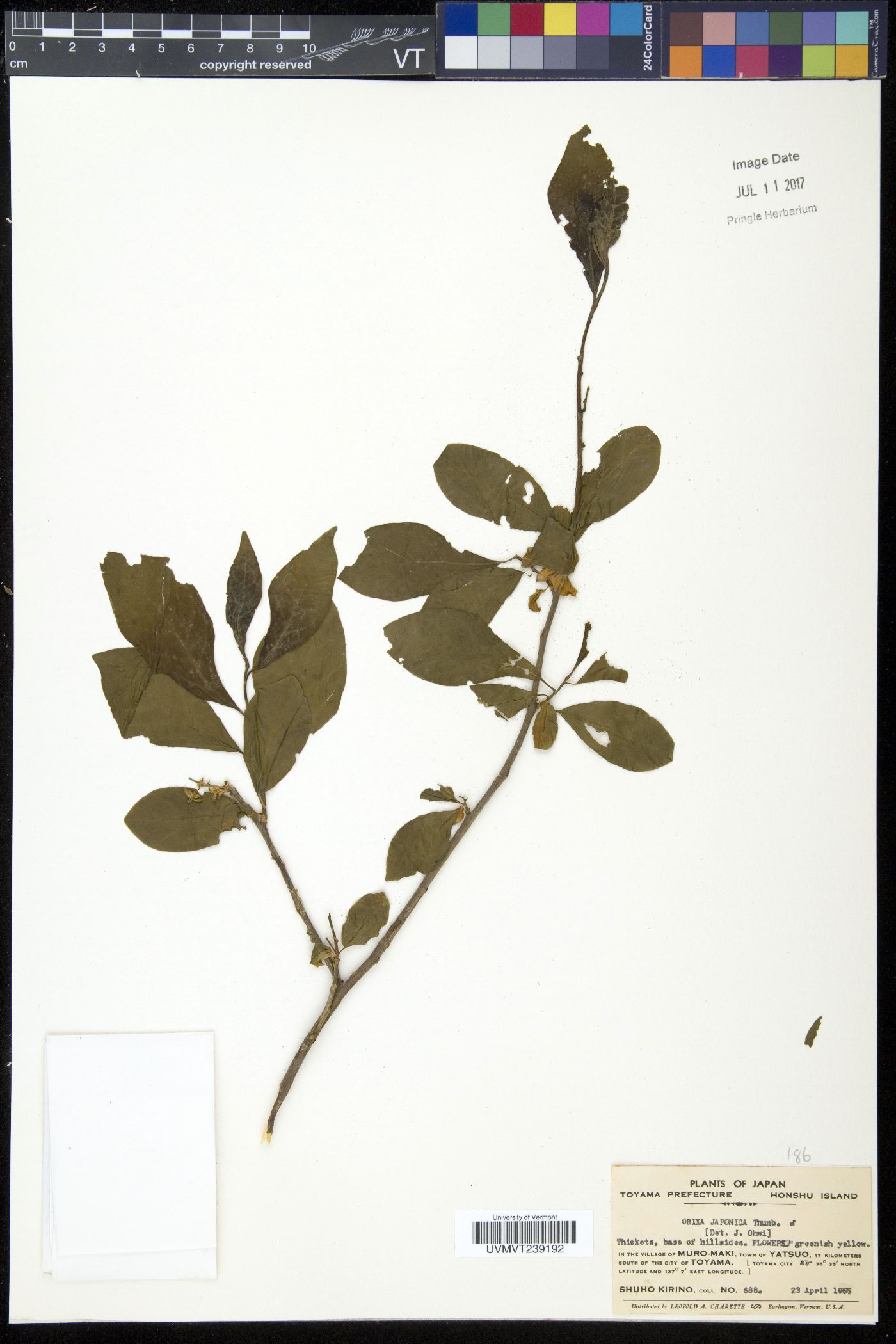 Orixa image