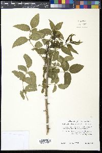 Zanthoxylum clava-herculis image