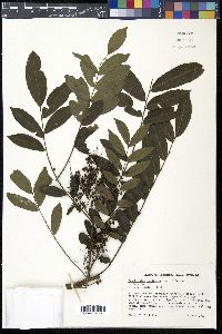 Zanthoxylum caribaeum image