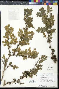 Zanthoxylum fagara image