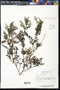 Zanthoxylum fagara image