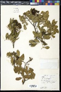 Zanthoxylum coriaceum image
