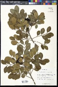 Zanthoxylum coriaceum image
