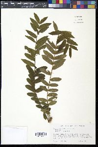 Zanthoxylum microcarpum image