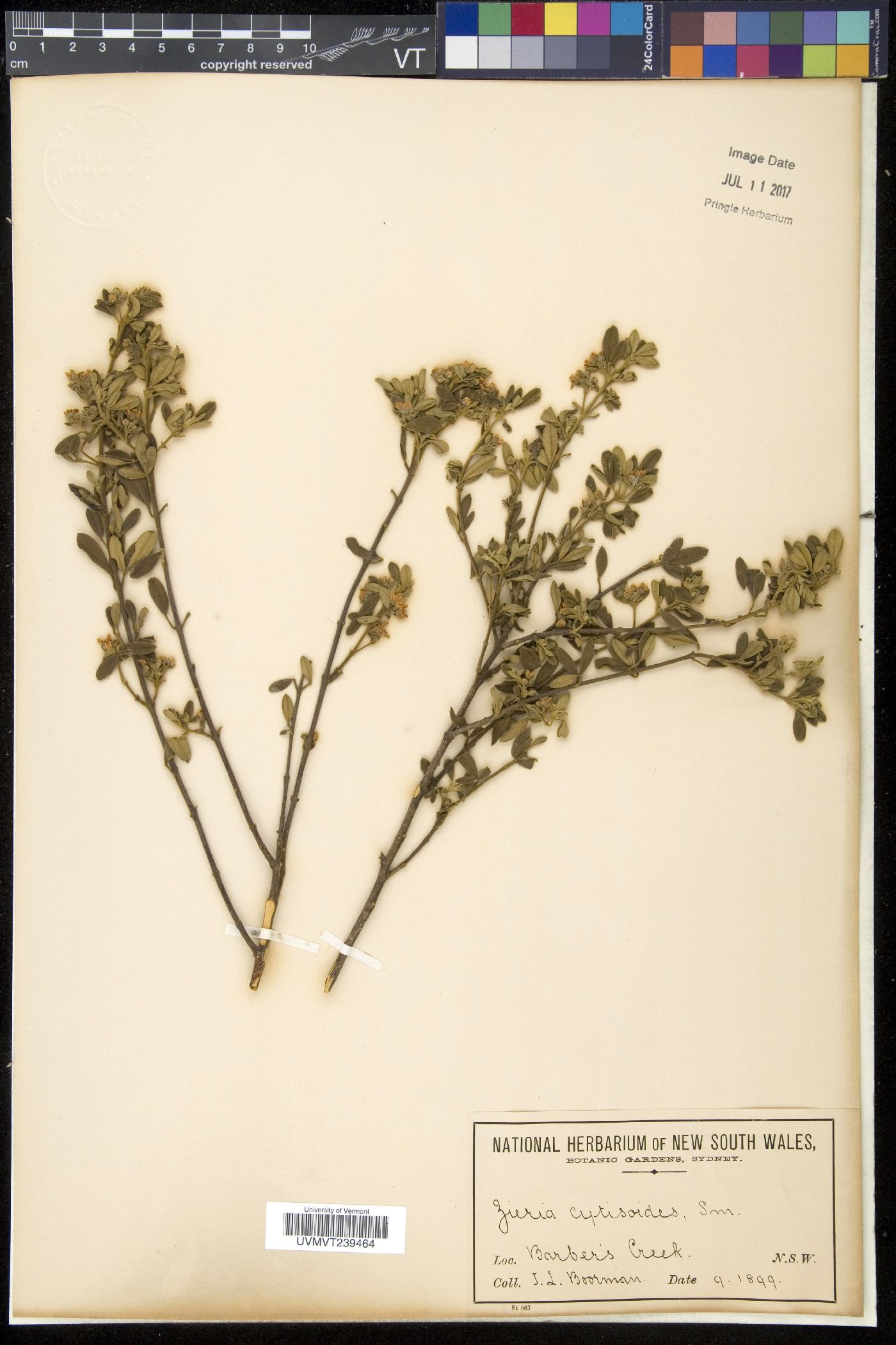 Zieria image