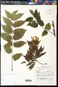 Ailanthus altissima image