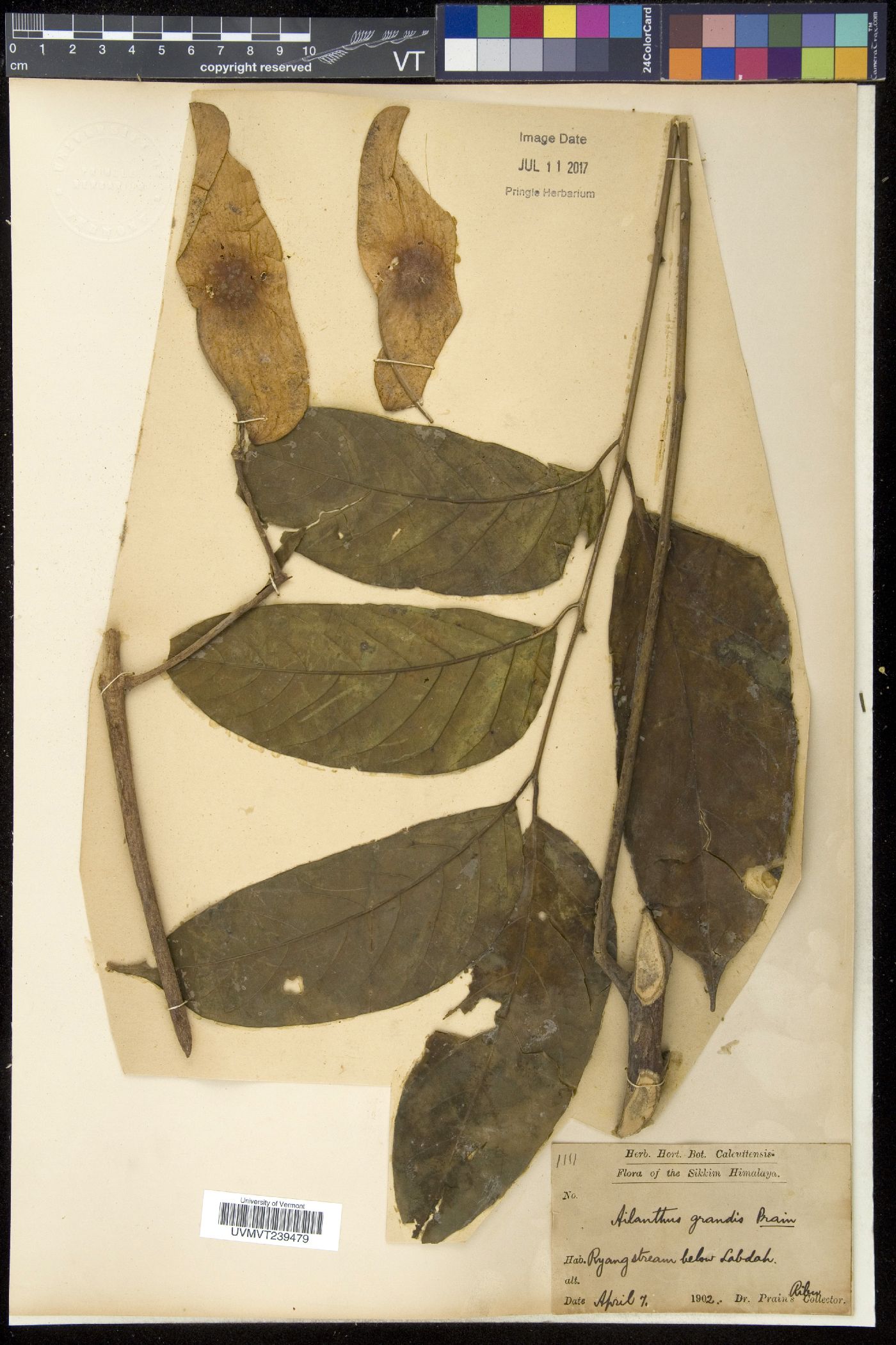 Ailanthus integrifolia image