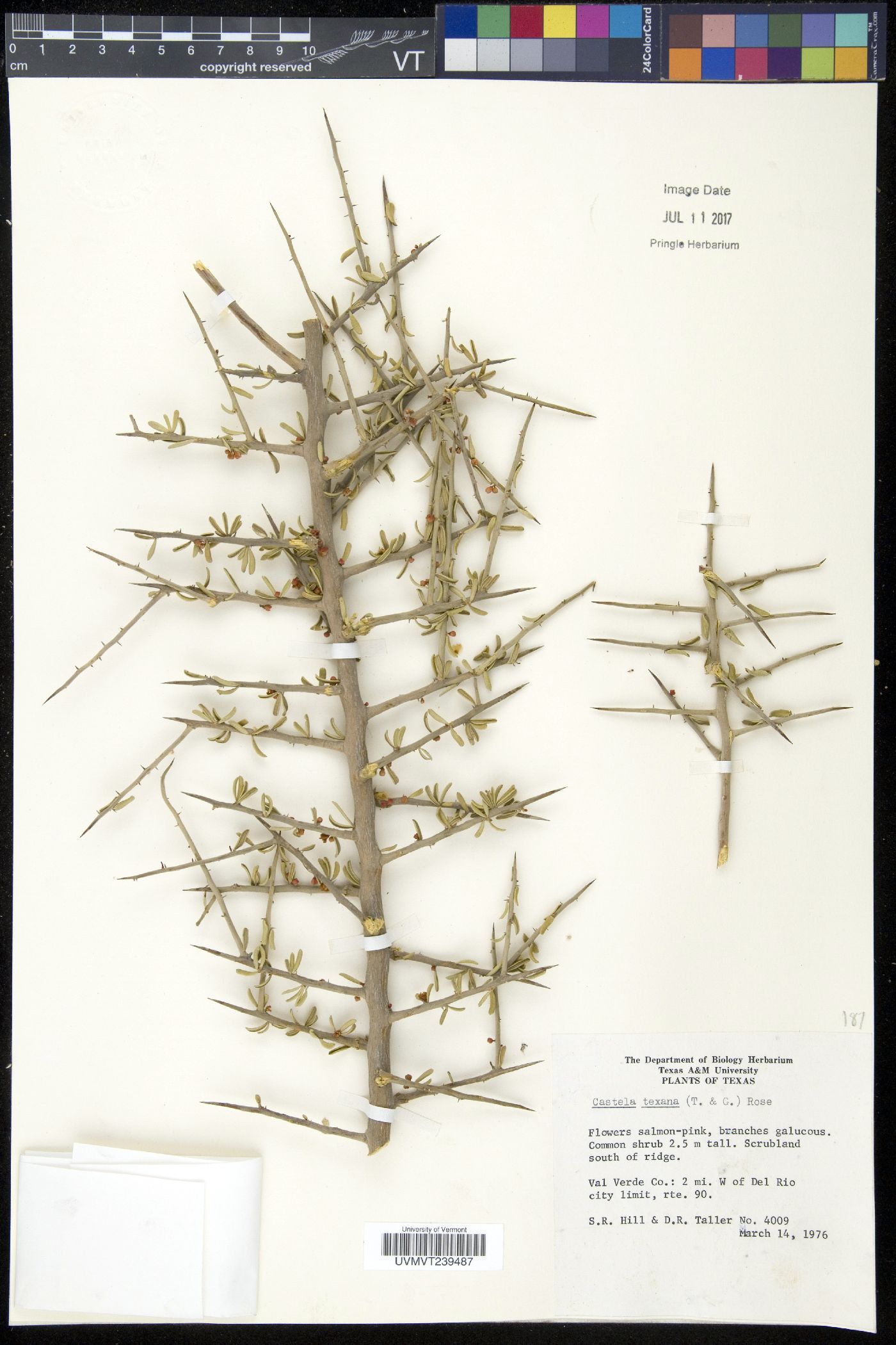 Castela erecta subsp. texana image
