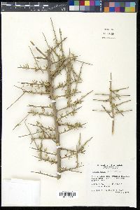 Castela erecta image