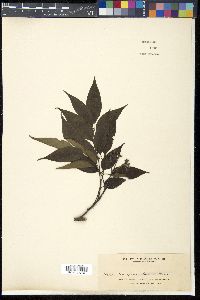 Tetradium glabrifolium image
