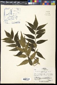 Picrasma quassioides image