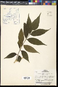 Picrasma quassioides image