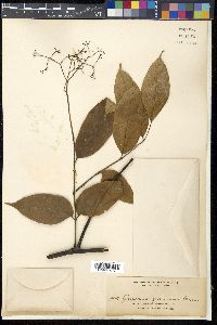 Picrasma javanica image