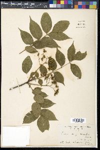Picrasma quassioides image