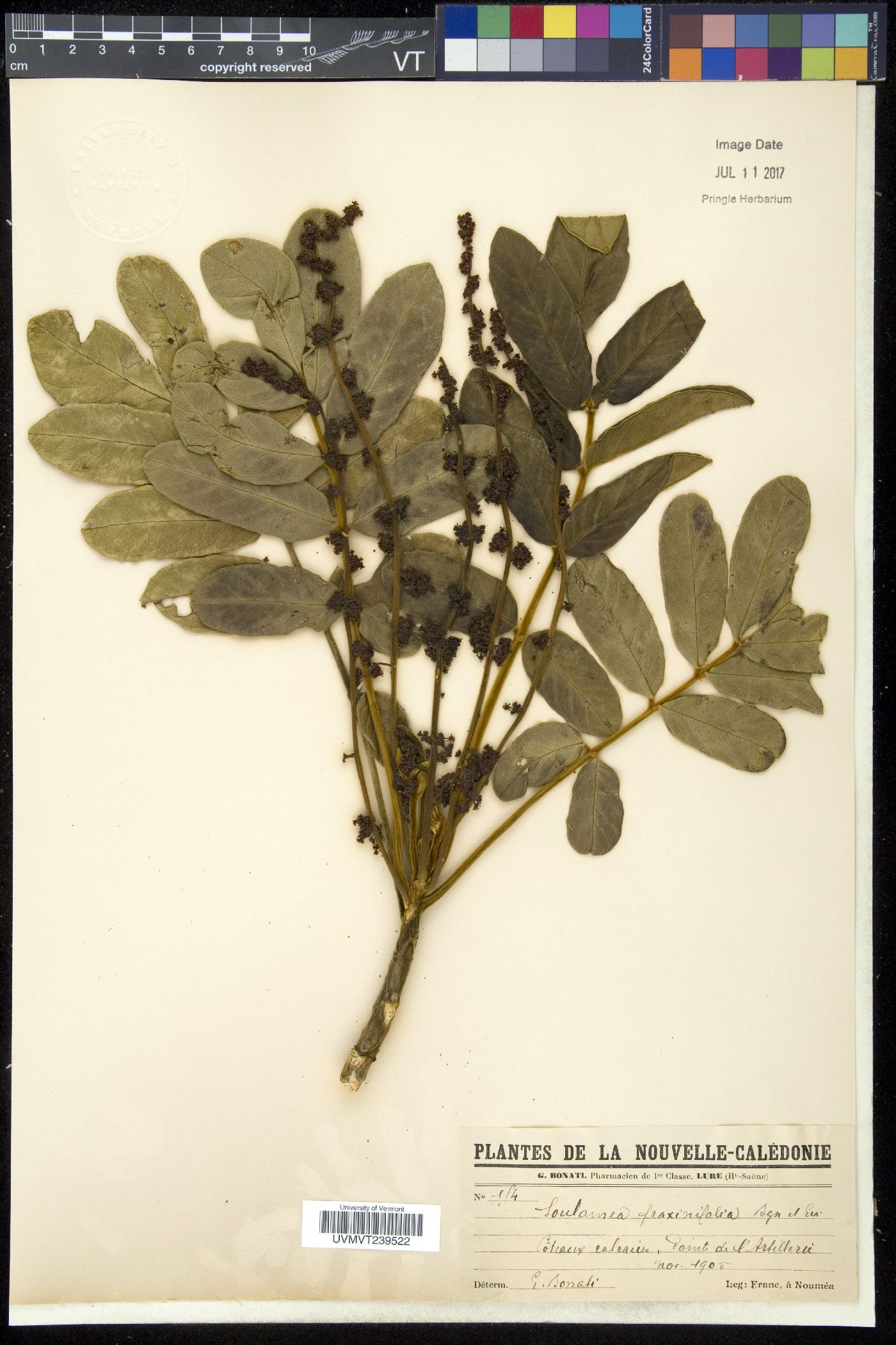 Soulamea image