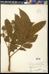 Aglaia lawii subsp. lawii image