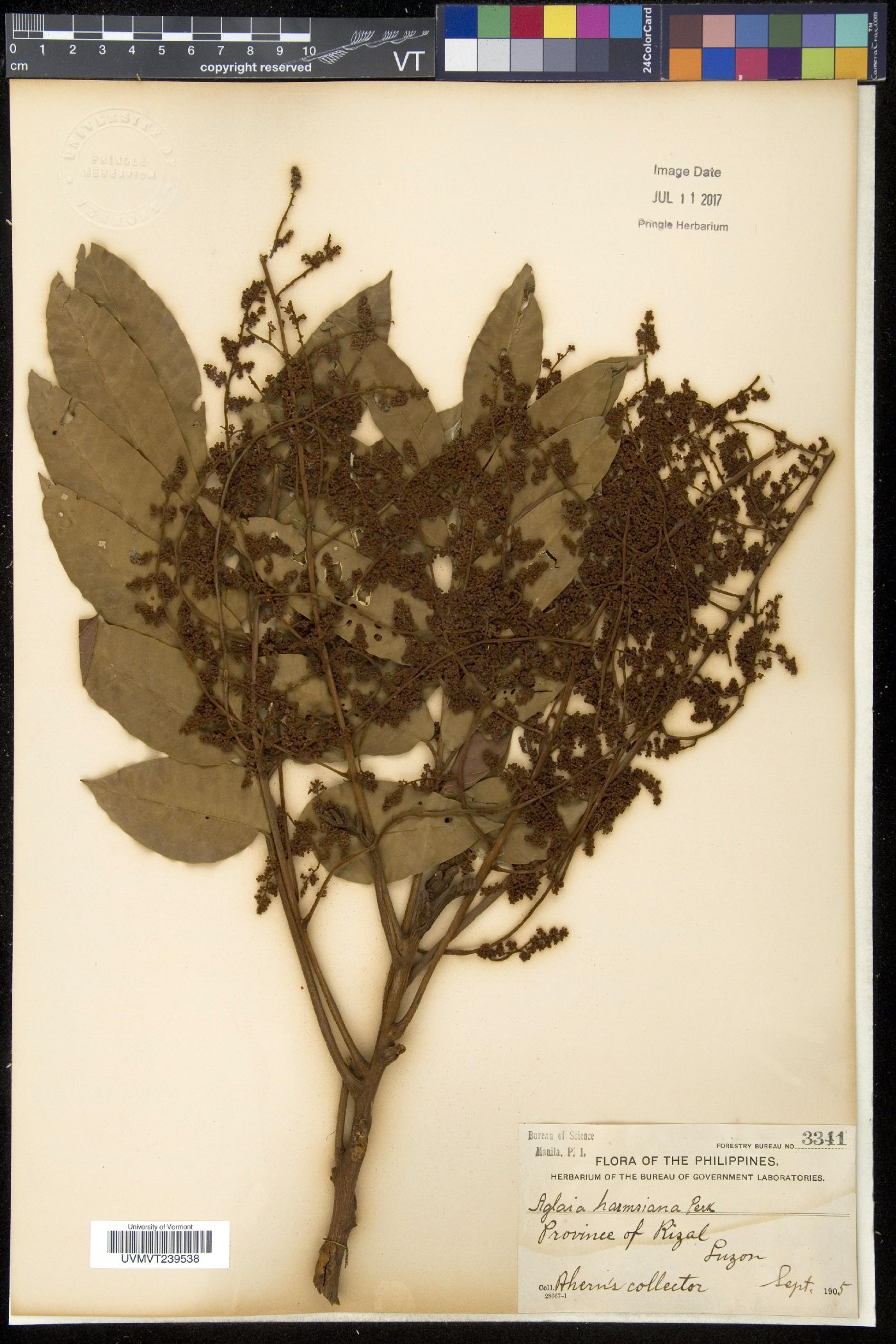 Aglaia elliptica subsp. elliptica image