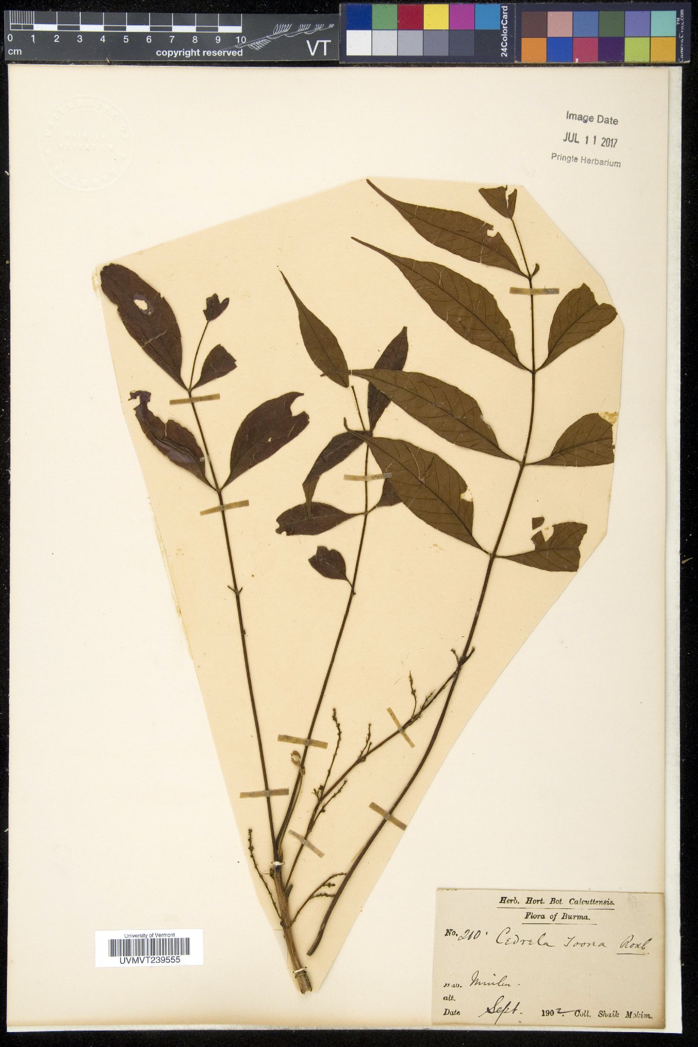 Cedrela toona image