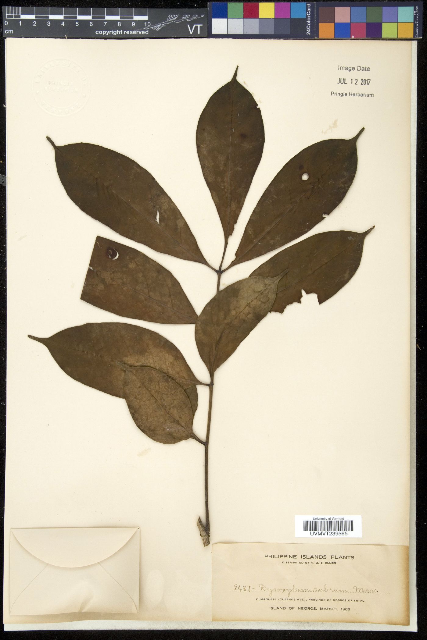 Dysoxylum image