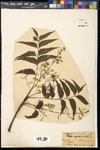 Azadirachta indica image