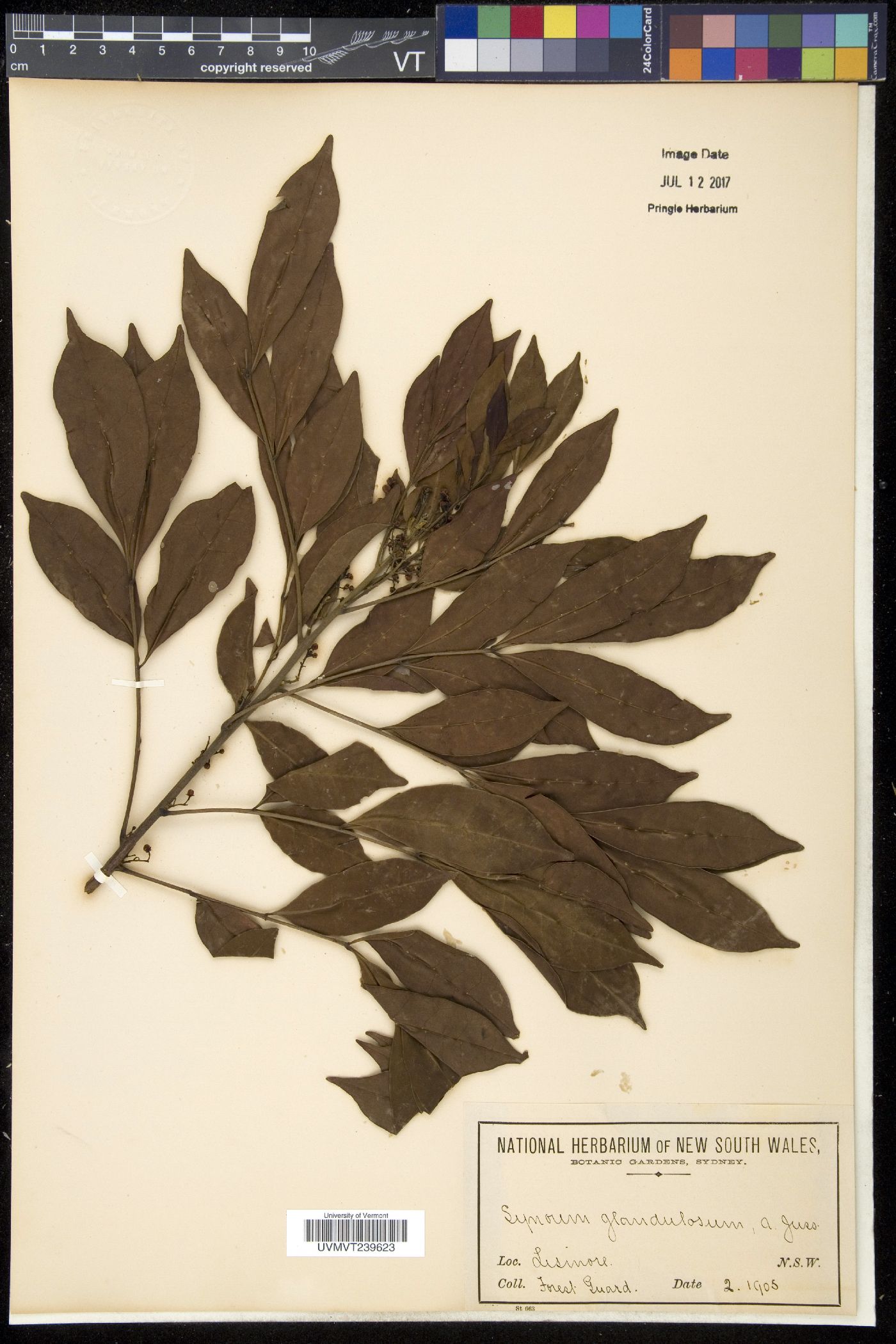 Synoum image