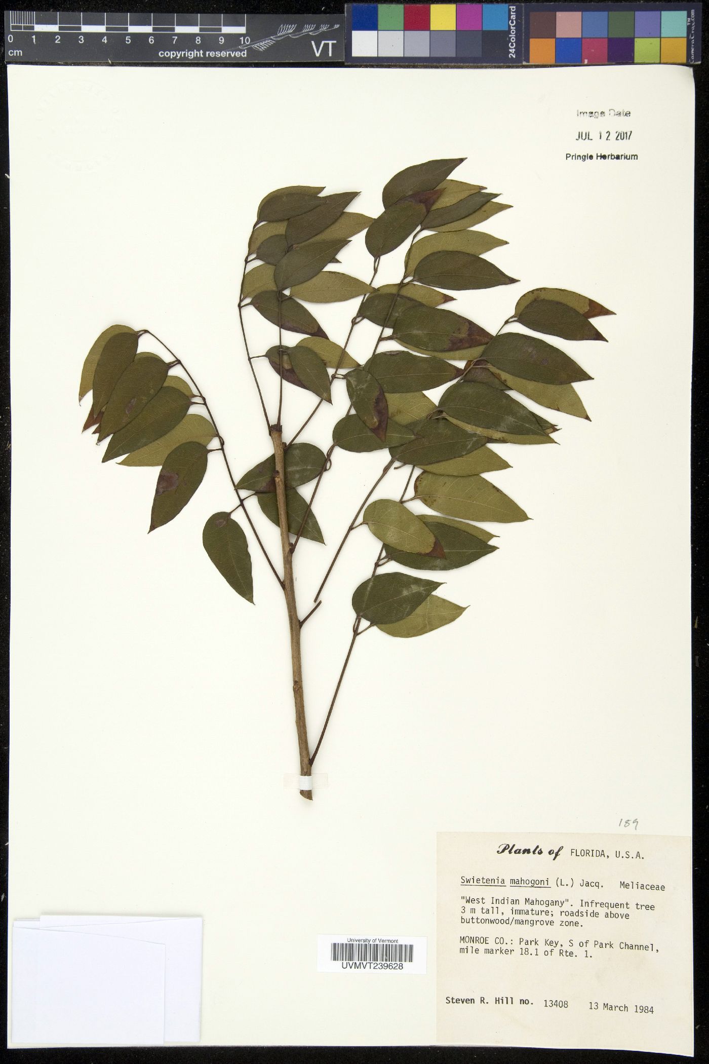 Swietenia mahogani image