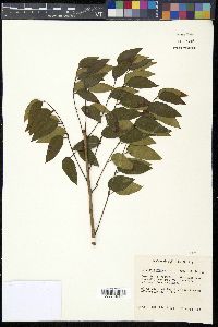 Swietenia mahogani image