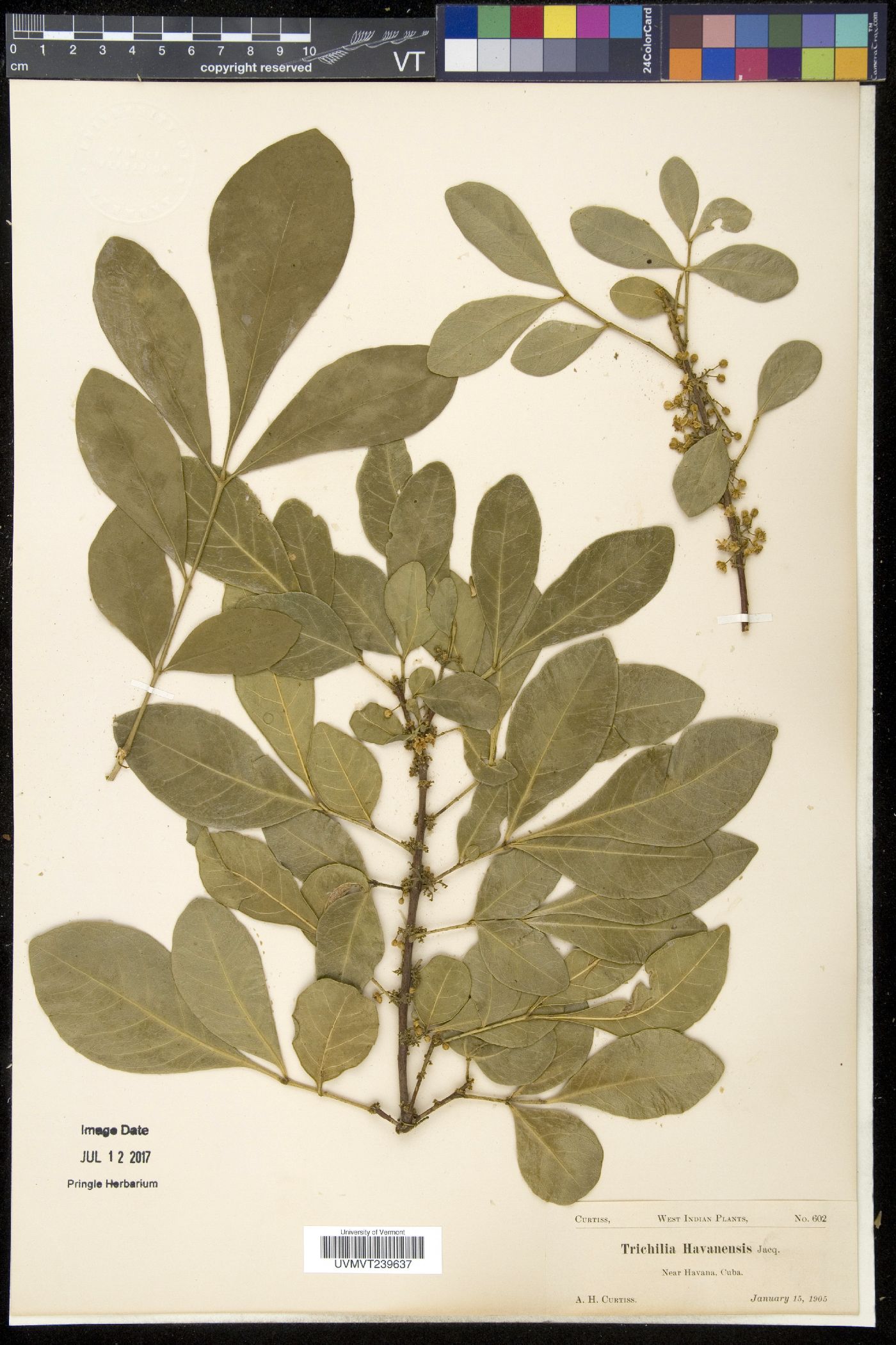 Trichilia havanensis image