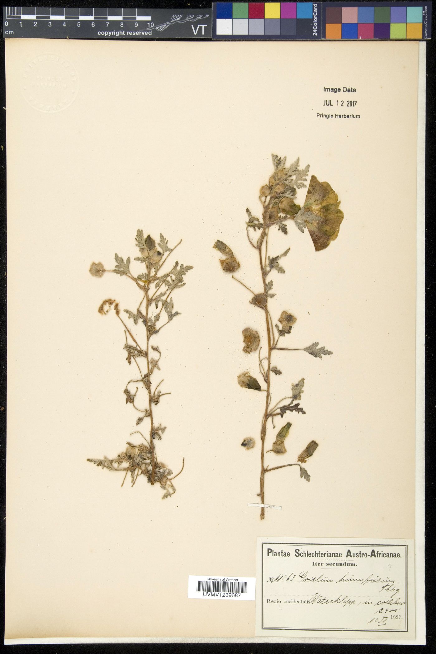 Neuradaceae image