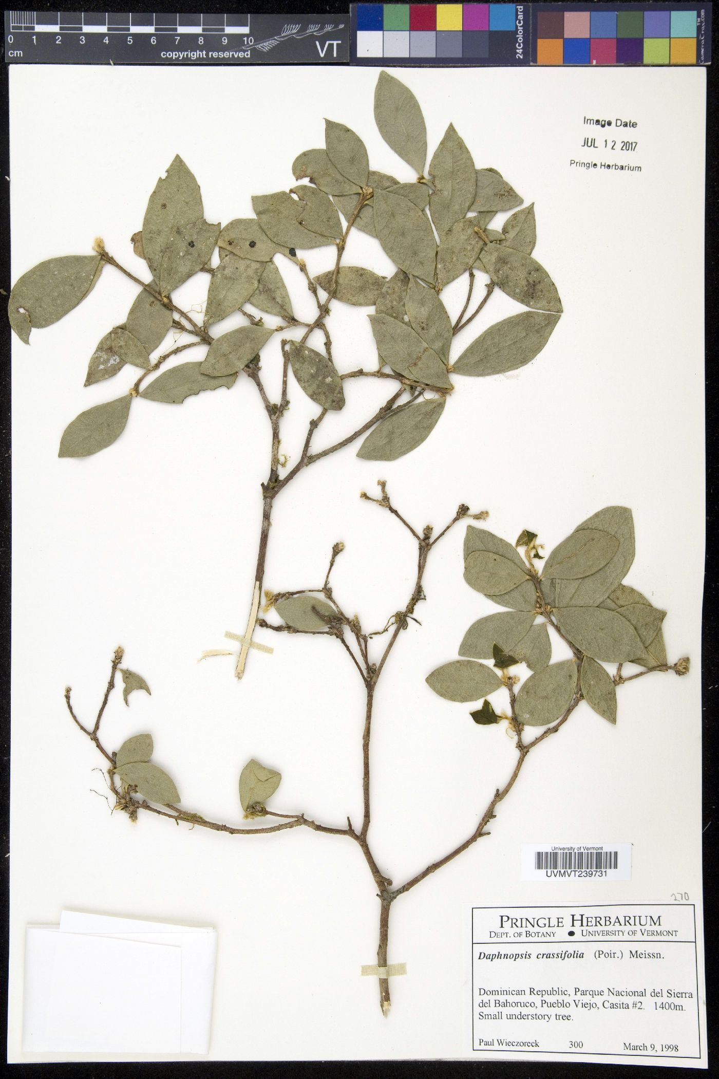 Daphnopsis image