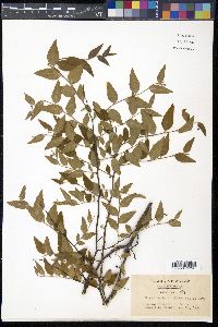 Wikstroemia sikokiana image