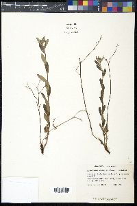 Helianthemum bicknellii image